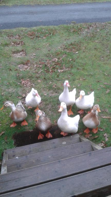 Hebergement Dans Un Domaine A Litteau Exteriér fotografie